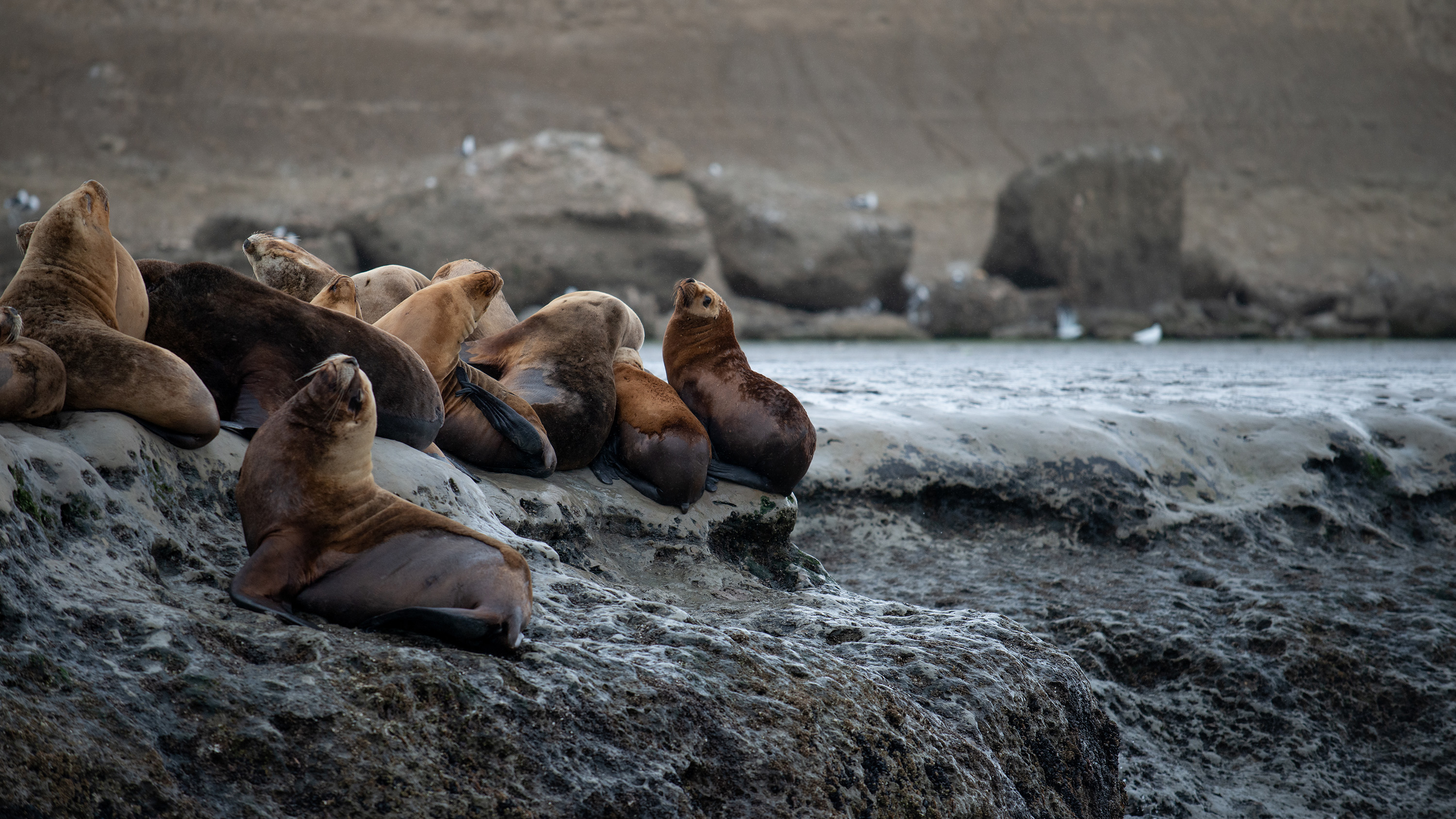 Life Returns - Springtime Expedition to Antarctica