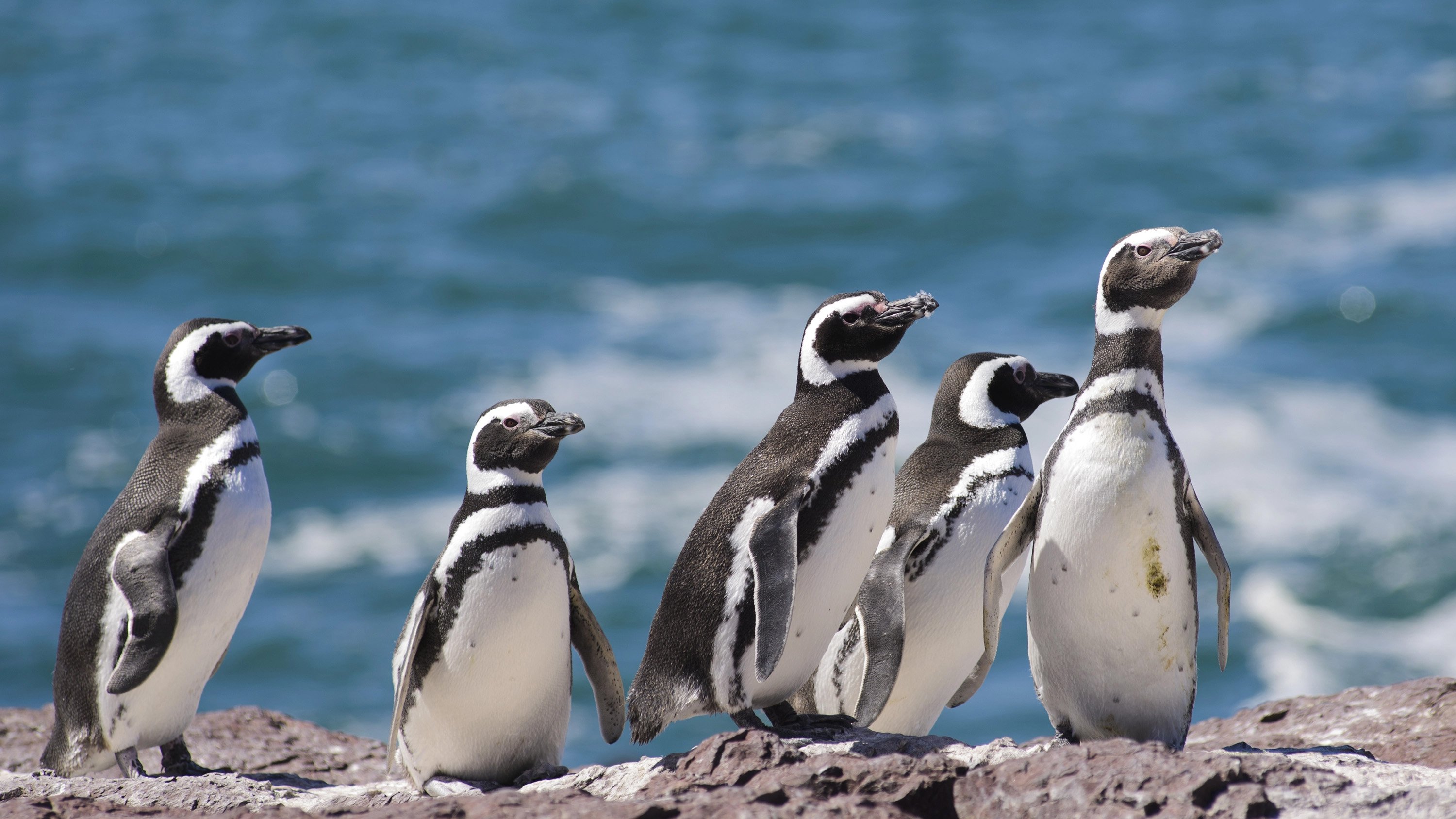 Life Returns - Springtime Expedition to Antarctica