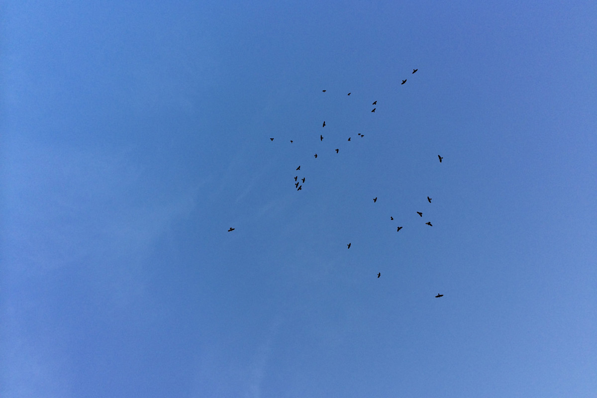 青と白 minä perhonen