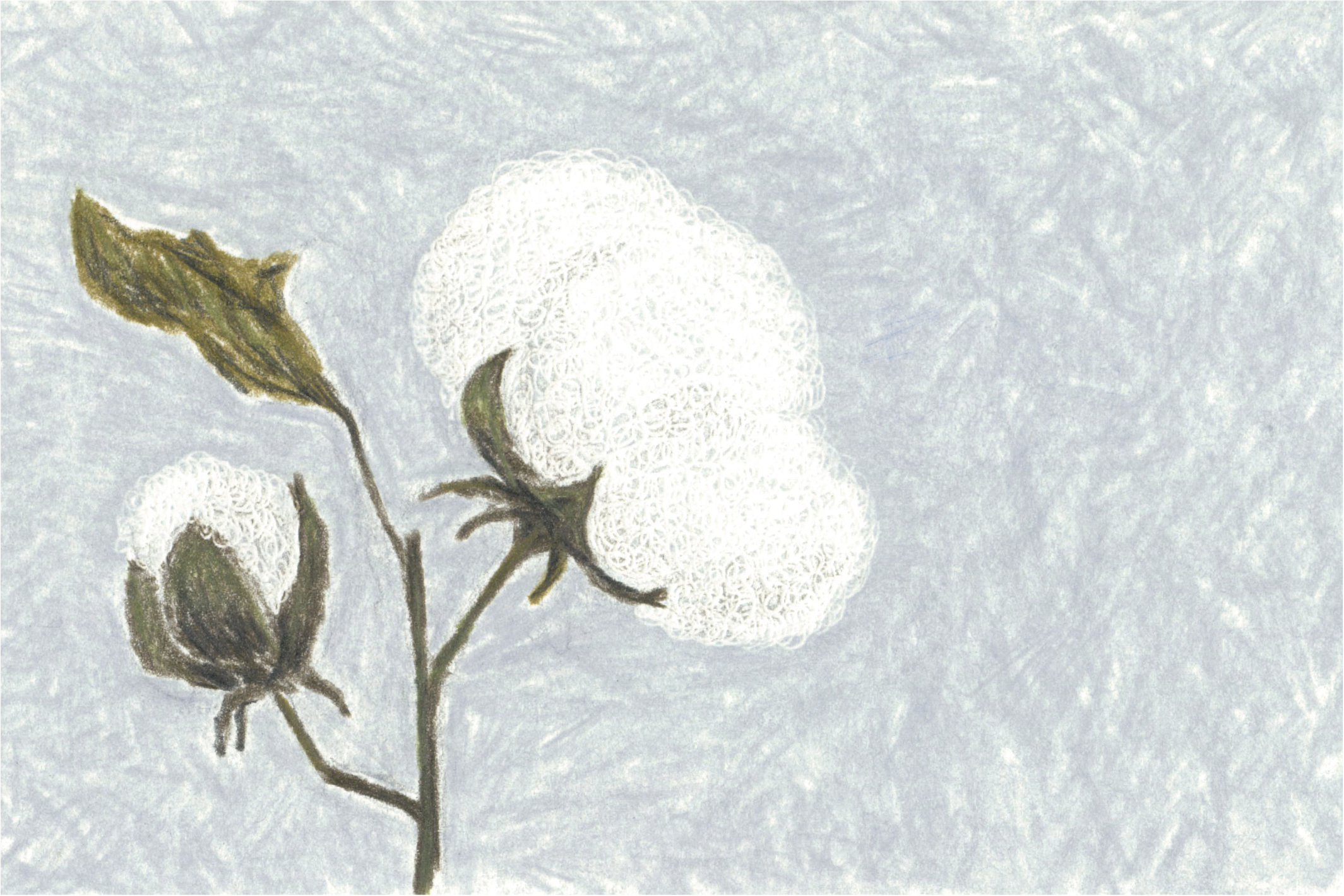 ジェレミーハイブリッド チタノタパラサナ