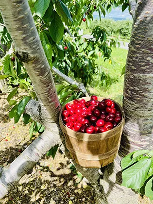 A basket full of red cherries on a farm