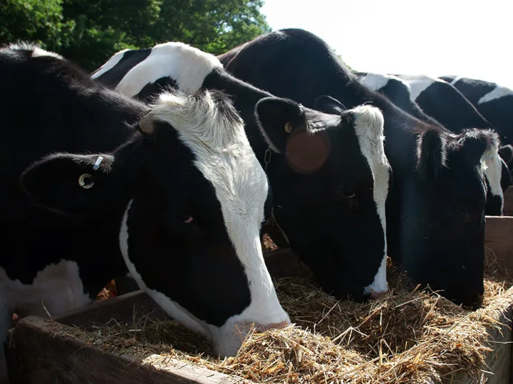 Q&A: What do I need to know about avian flu? 