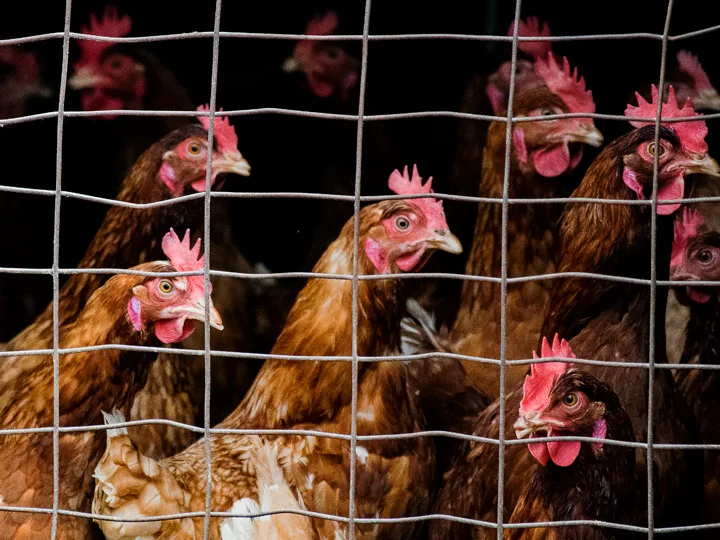 Penn State Extension Poultry Resources and Programs 