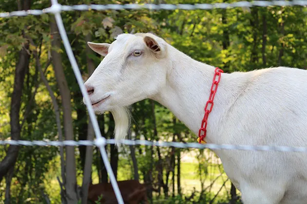Photo of a white goat behind a fence
