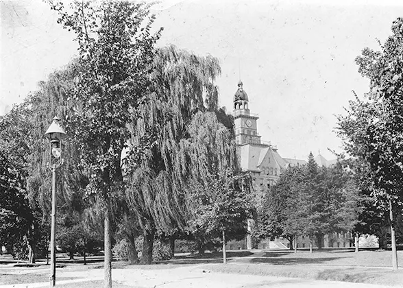 The tree Old Willow and Old Main building
