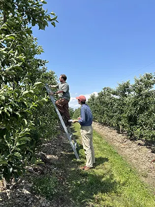 Two men in an apple orchard. One man is on a ladder leaning on a tree.
