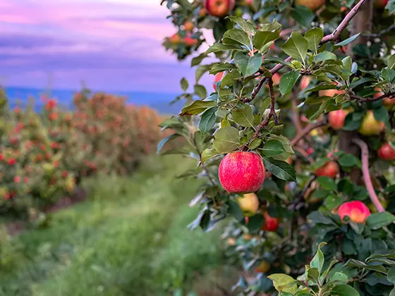 An apple tree branch with ripe apples. 