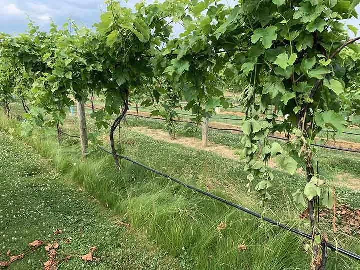 Simple vineyard growing practice impacts soil microbiome deep below surface