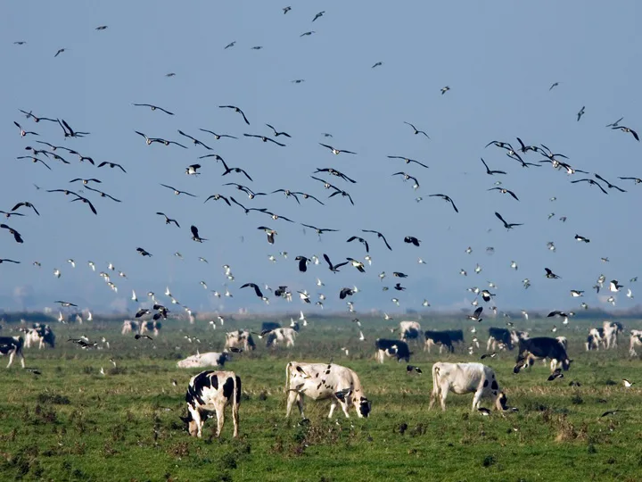 The Medical Minute: Why experts are watching the H5N1 bird flu so closely