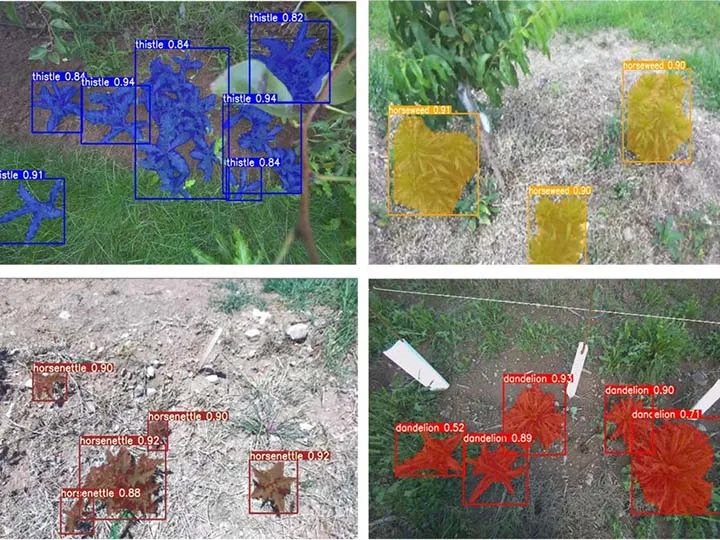Eyes for an agricultural robot: AI system identifies weeds in apple orchards