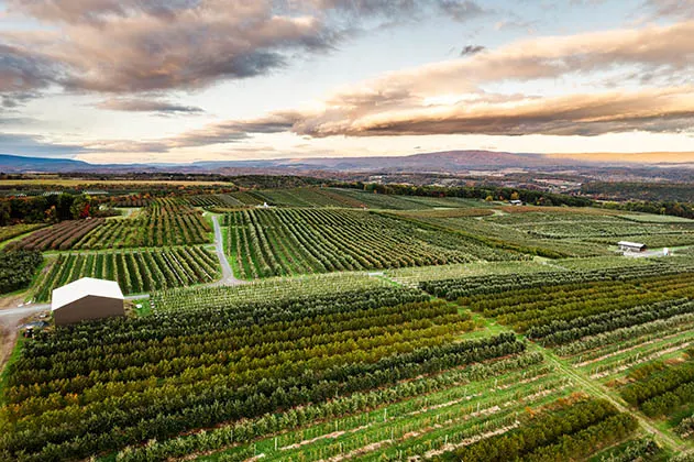 Ariel view of apple orchard