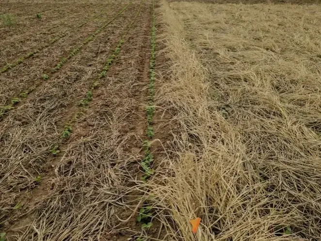 Penn State’s College of Ag Sciences launches Regenerative Agriculture Center