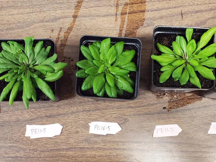 Messenger signals that cue plants to ‘eat’ and ‘breathe’ revealed for first time