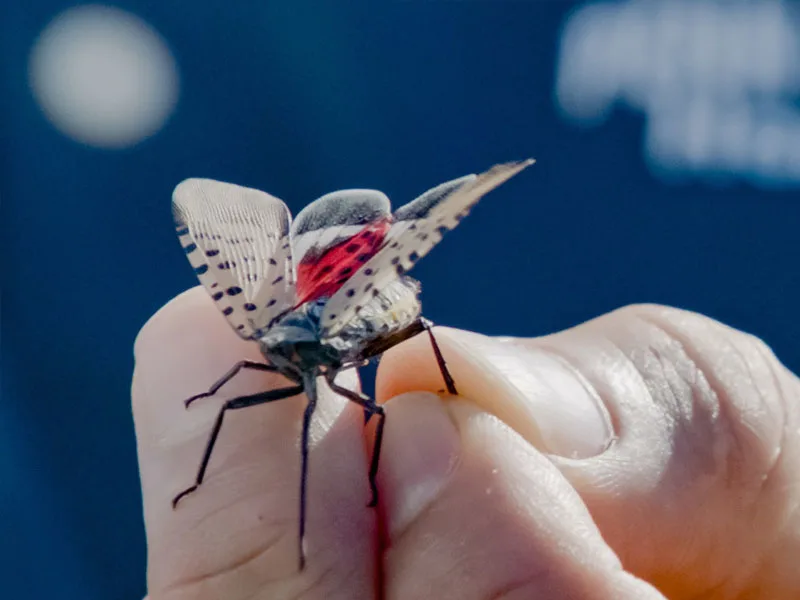 close-up of faculty member holding a spotted lanternfly