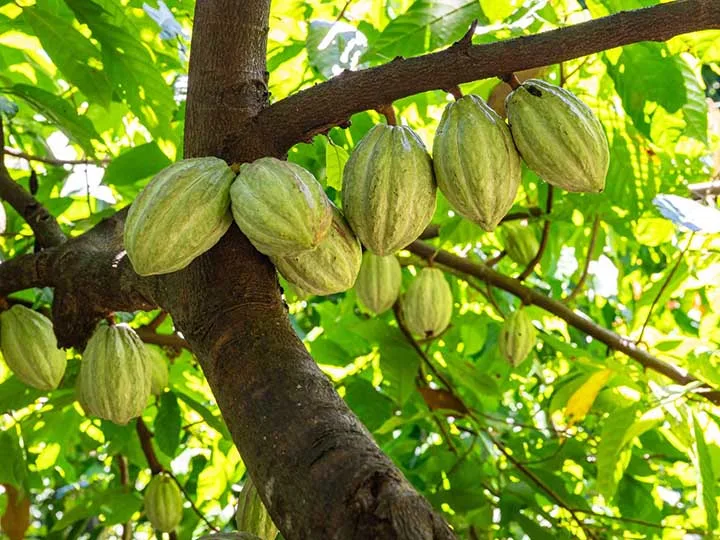 Could plant scientists breed heavy metal contamination out of cacao?