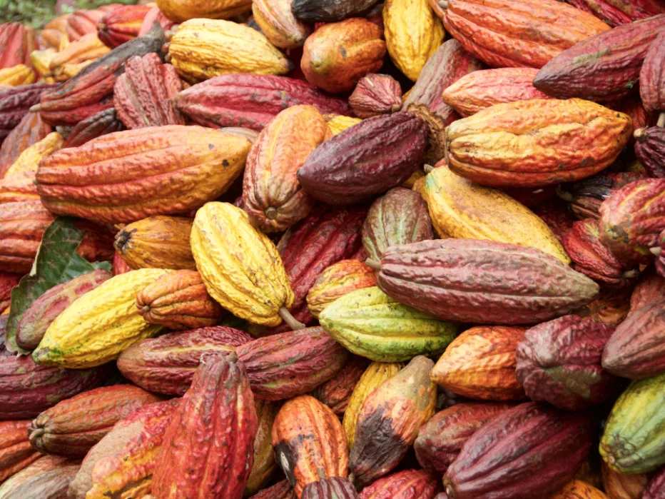 Global chocolate supply threatened by disease, new cacao plant offers solution