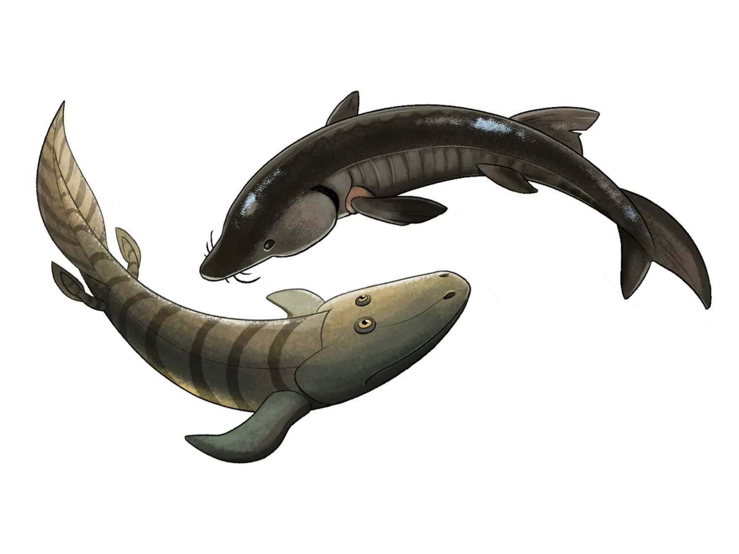 Why did animals evolve necks? Study reveals it wasn’t for turning their heads