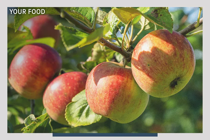 Five apples growing form a tree on a sunny day