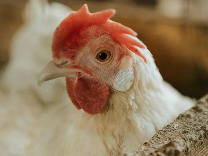 College of Ag Sciences, Penn State Extension, at forefront of avian flu response