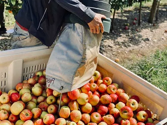A person dumping a bucket of fresh apples into a larger bin nearly full of apples. 
