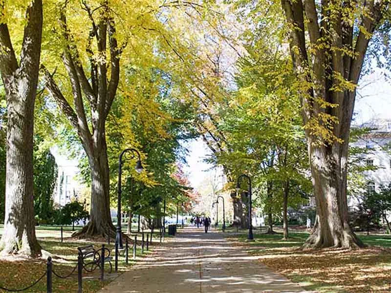 Tree-lined sidewalk on the Penn State University Park campus. 