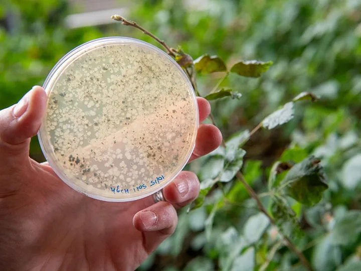 $2.8M NIH grant to study effect of PFAS on the gut microbiome