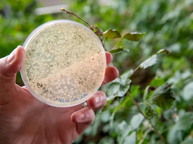 $2.8M NIH grant to study effect of PFAS on the gut microbiome
