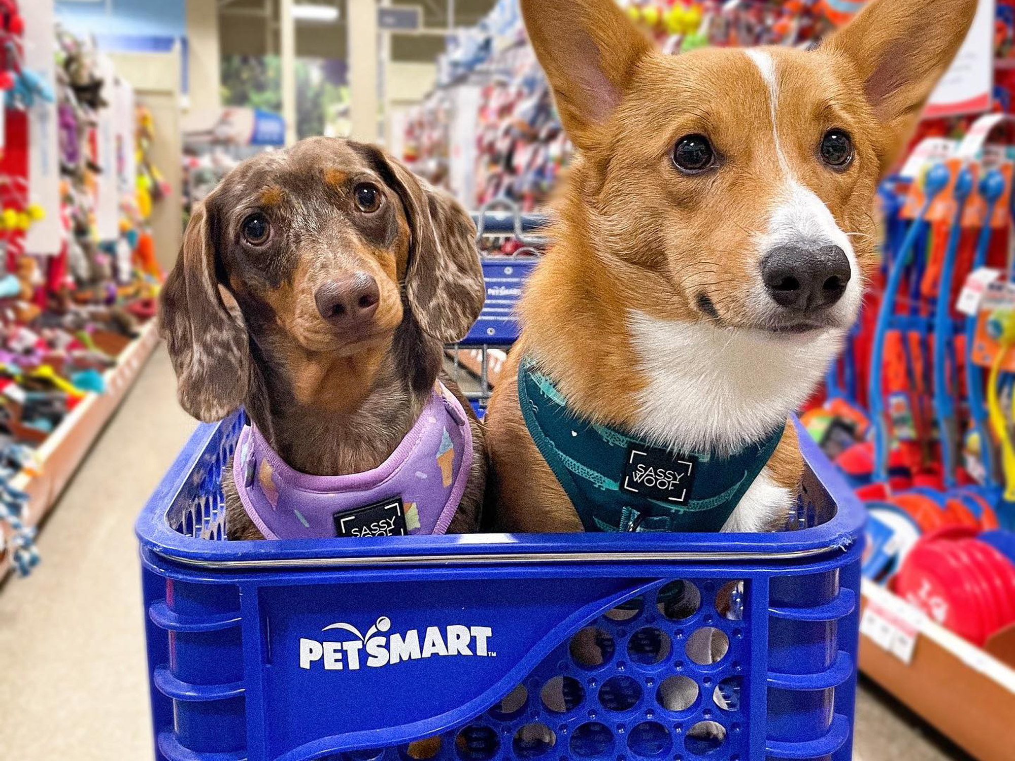 17 PetSmart Shopping Hacks to Save More The Krazy Coupon Lady