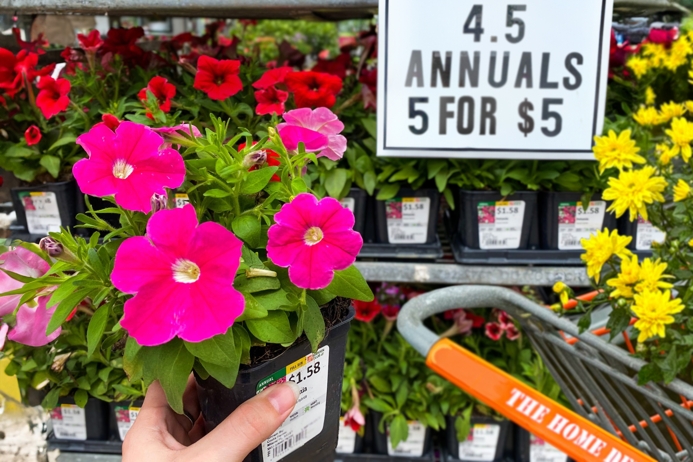 Home Depot Spring Flowers How To Grow Peonies The Home Depot