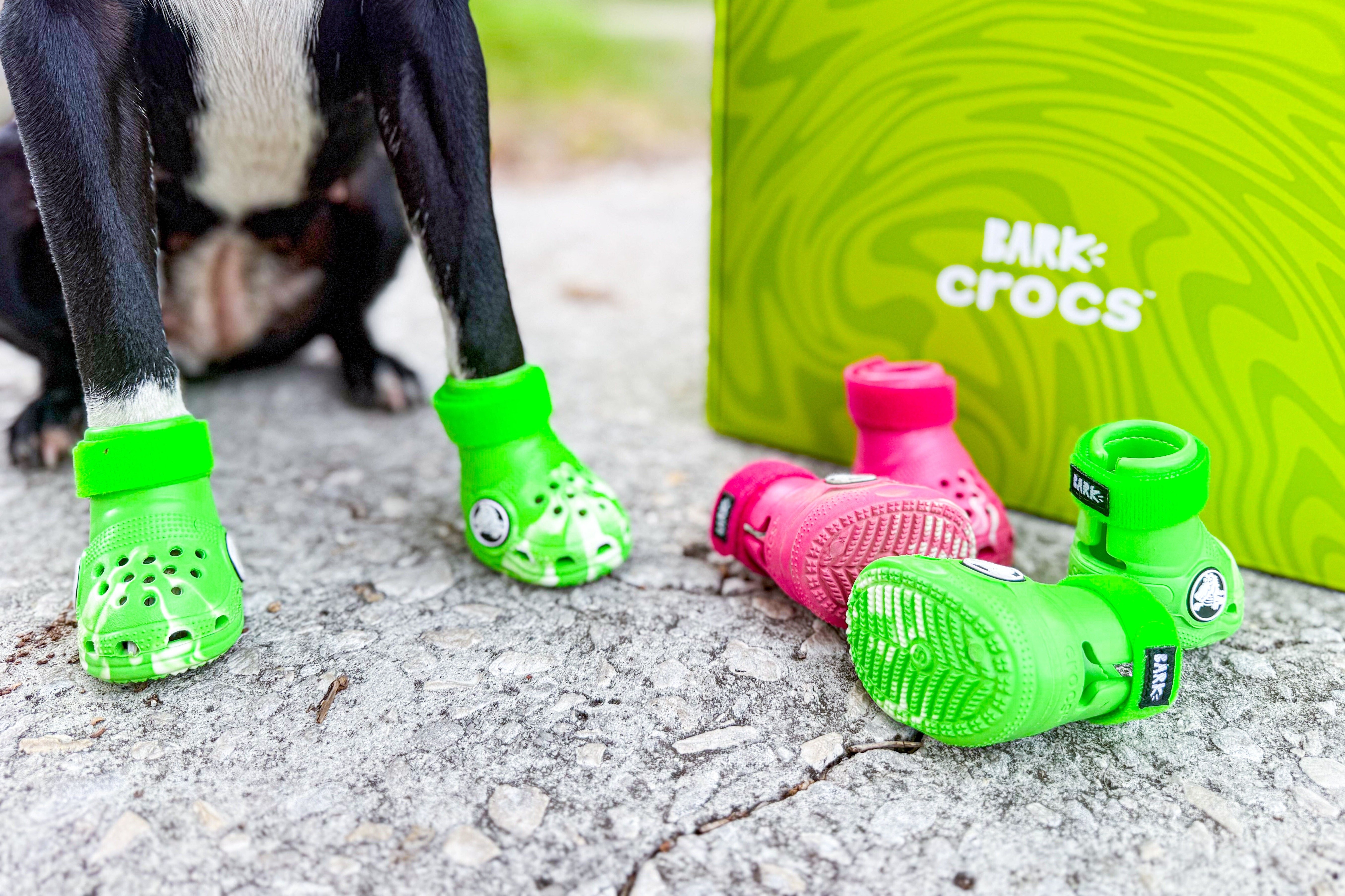 Get Your Pup Free Dog Crocs With First BarkBox — Just $27/Month