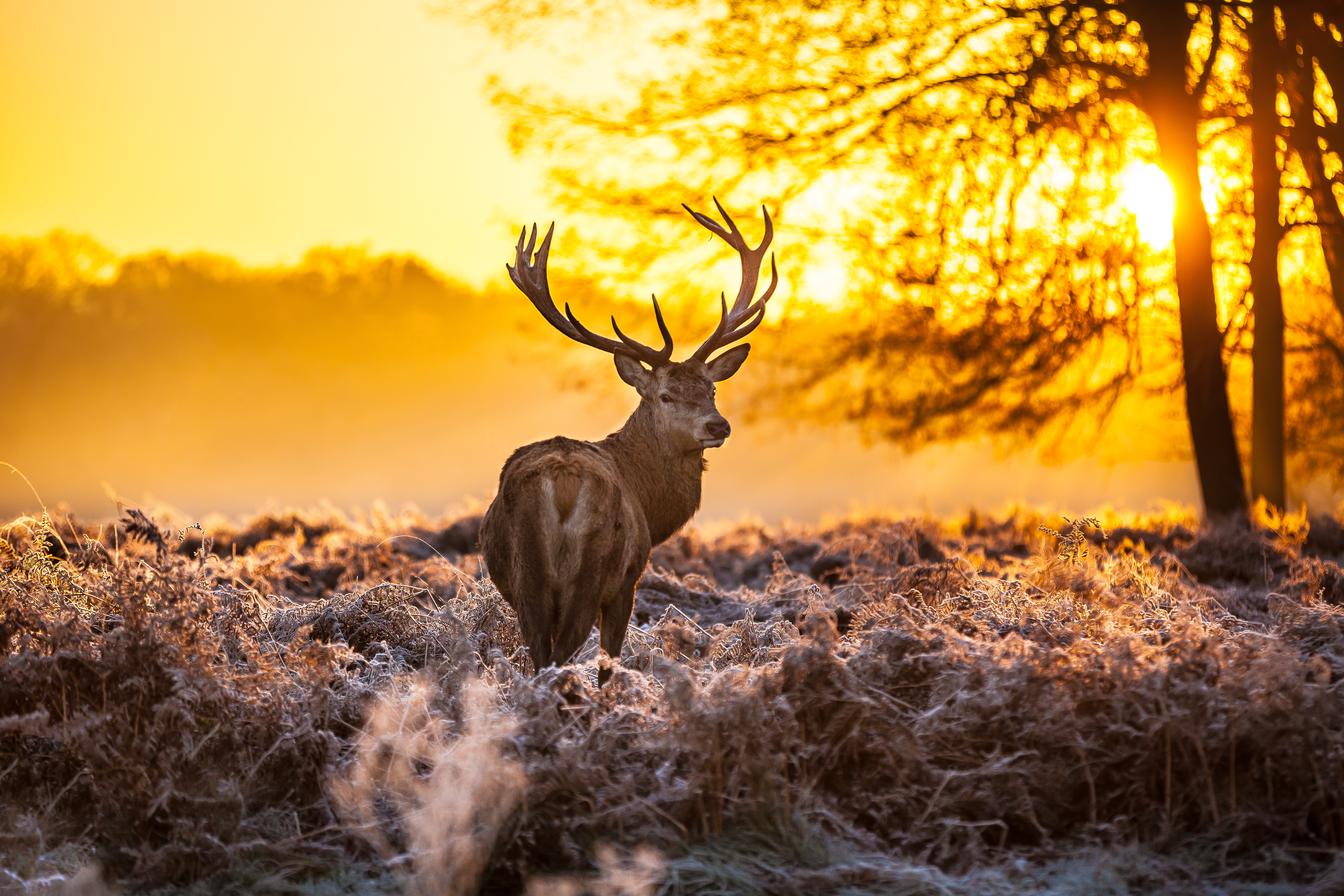 Veluwe deer stock