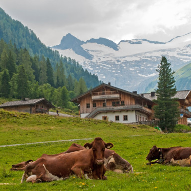 Alps cows