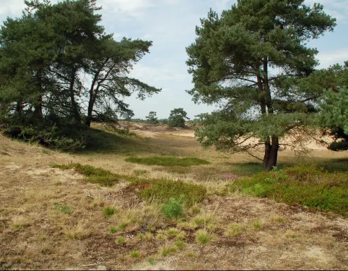 Drents Friese Wold National Park