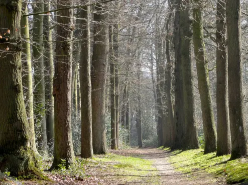 Forest Netherlands