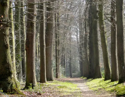 Forest Netherlands