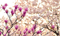 blossom magnolia flower
