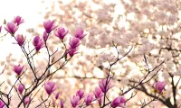 blossom magnolia flower