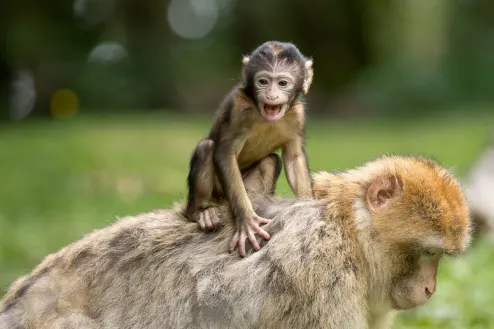 Monkey Affenberg