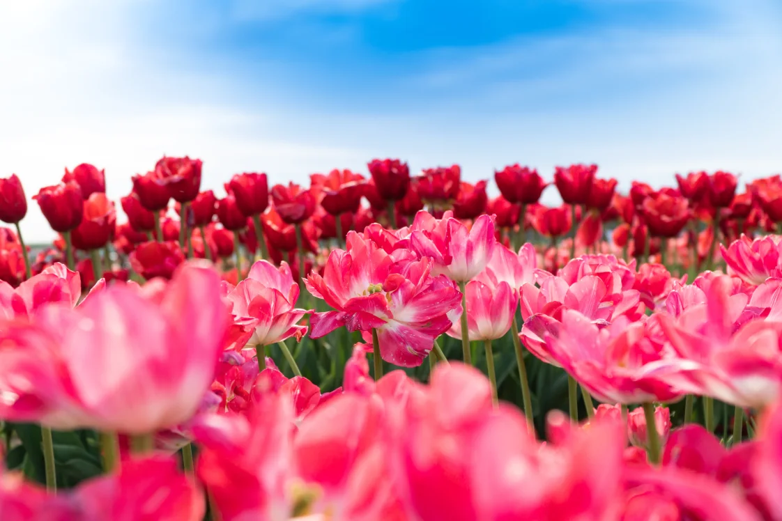 tulpen-nederland-martin-sanchez-PVjJ0TvqZ50-unsplash