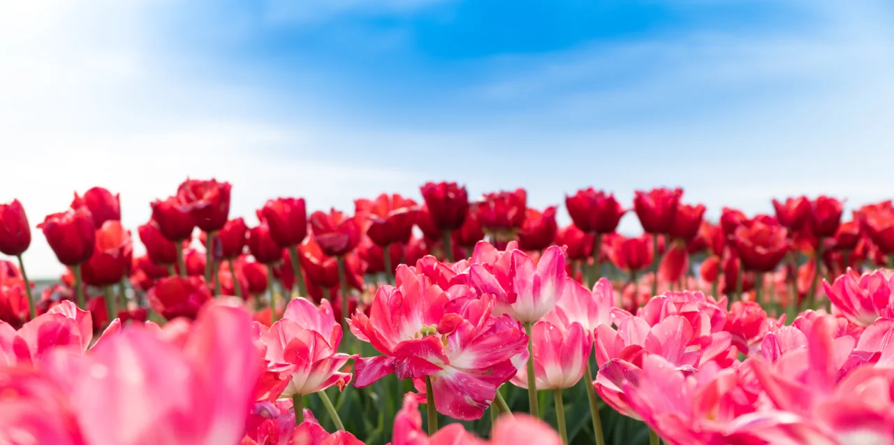 tulpen-nederland-martin-sanchez-PVjJ0TvqZ50-unsplash