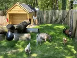 Animal Farm Mini Farm 