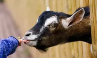 animal farm goat child