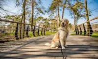 EuroParcs, dog at a bridge at holiday park EuroParcs De Zanding in the Netherlands
