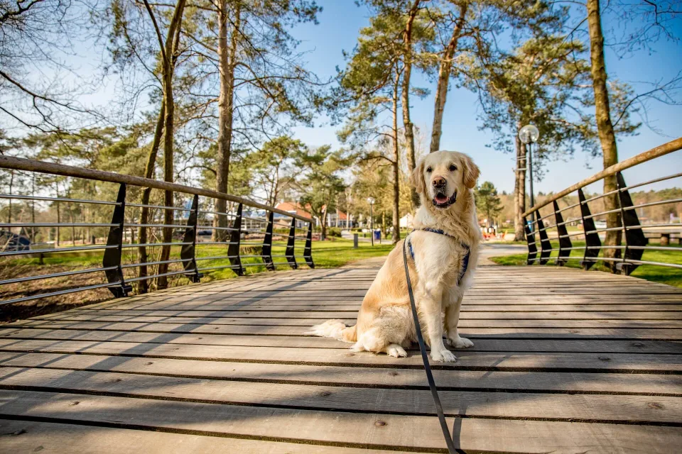 Droomparken, dog at a bridge at holiday park EuroParcs De Zanding in the Netherlands