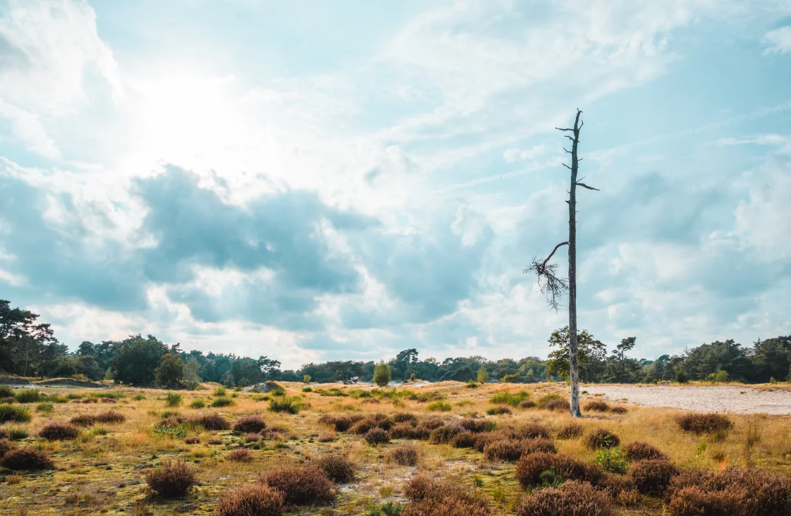 Loonse en Druinse Duinen