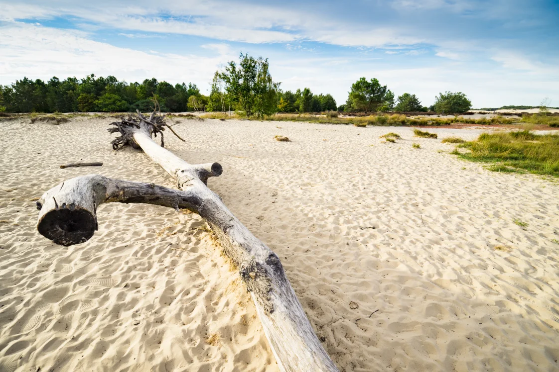 Loonse en Drunense Duinen Noord-Brabant