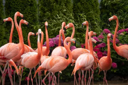 Orchideeen Hoeve flamingo Luttelgeest Netherlands