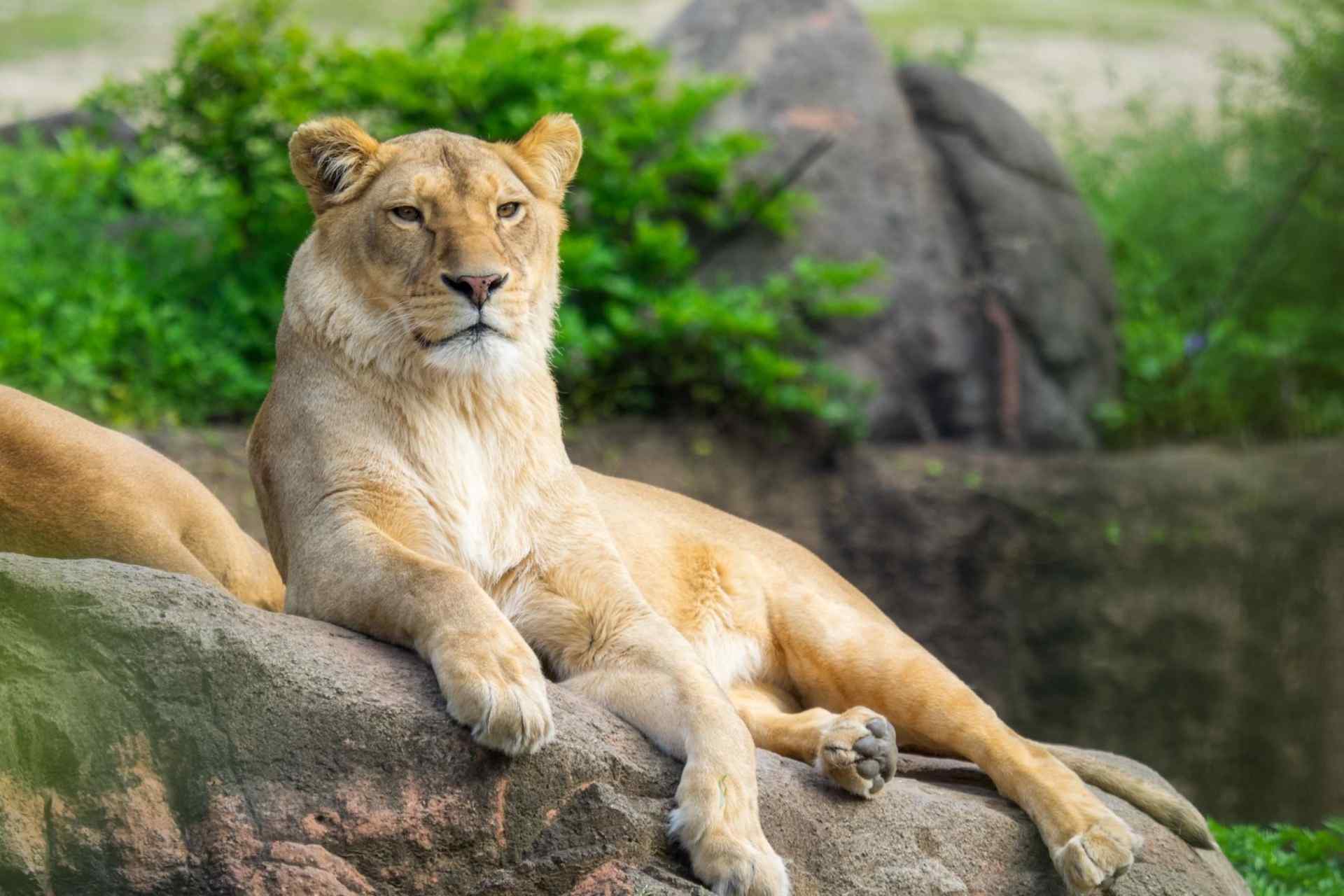 zoo_lion