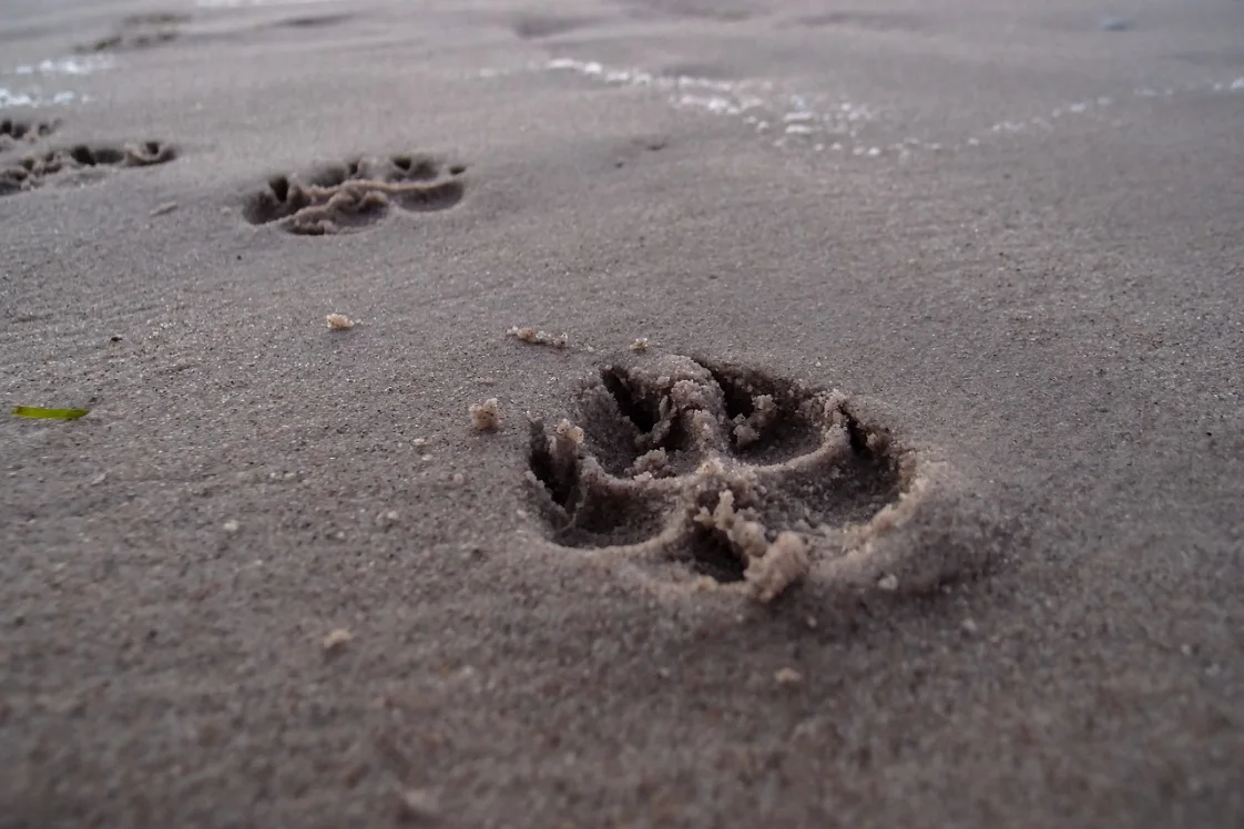poot-afdruk-hondenstrand-hond-zand-zee