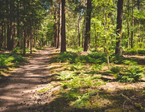 Nationaal Park Utrechtse Heuvelrug Nederland bossen